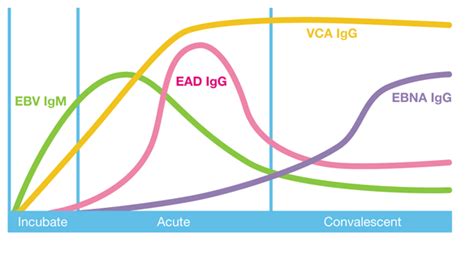 EBV VCA IgM Test and interpretation