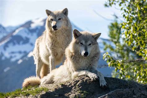 Each Year A Group Of 150 Alaskan Wolves