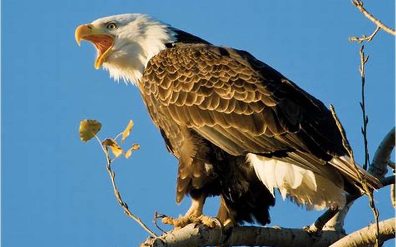 Eagle Conservation