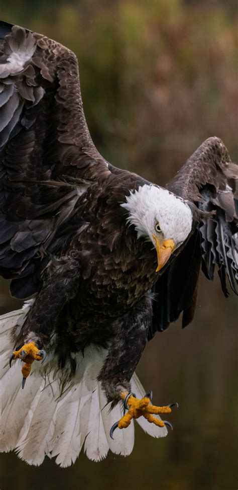 Eagle Phone