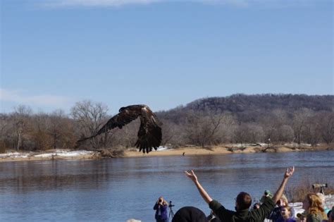 Eagle Watching Near Me