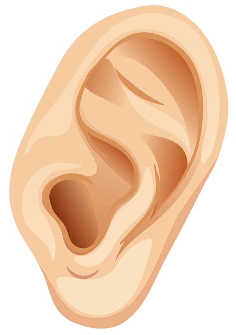 ear clip art 17 free Cliparts Download images on Clipground 2022