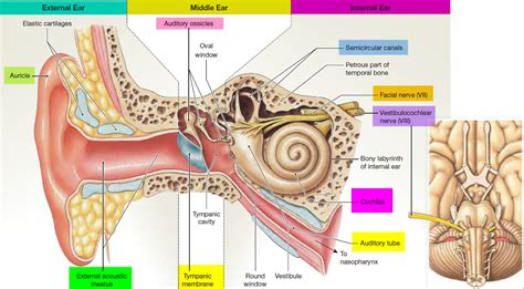 Ear Anatomy & Hearing: Understand How You Hear.