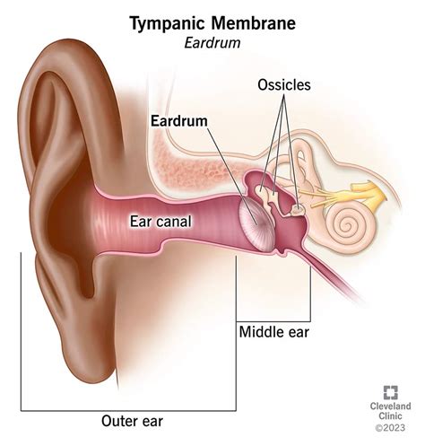 Ear canal