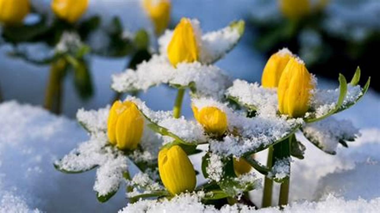 Early Or Late Spring 2024