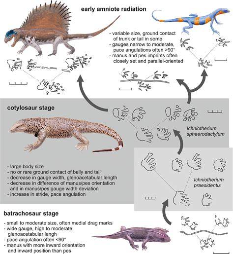 Early Amniotes
