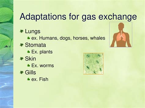 Early Interactions Exchange and Adaptation