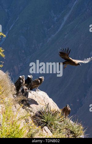 Early Morning Colca Canyon