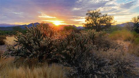 Early Morning Desert