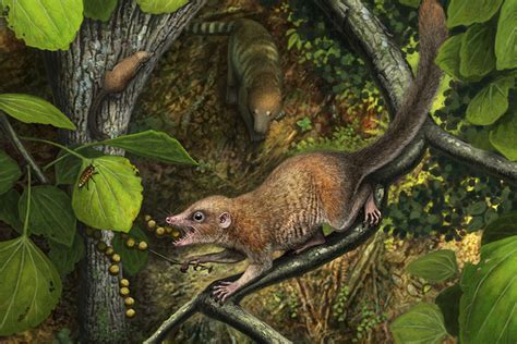 Early Paleocene primate