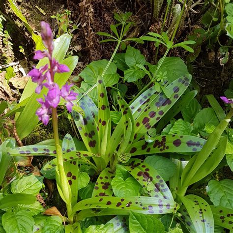 Early Purple Orchid Identification