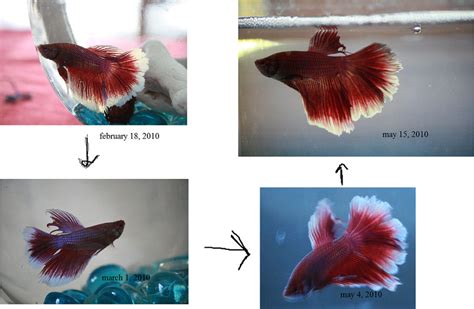 Early Stage Betta Fin Rot Vs Fin Loss