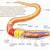 Earthworm Anatomy Functions