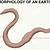 Earthworm Anatomy Quiz