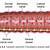 Earthworm Closed Circulatory System