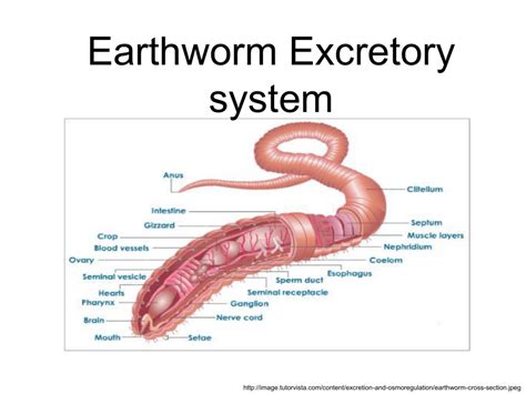 Diagram Earthworm Excretory System AflamNeeeak