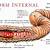 Earthworm Internal Anatomy