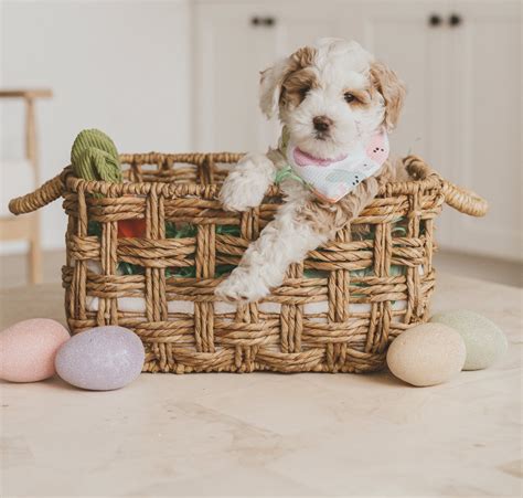 Easter Basket For Dog