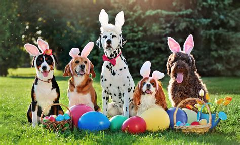 Easter Basket Ideas For Dogs
