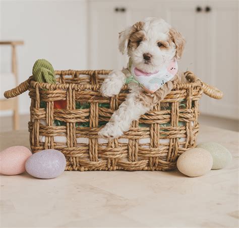 Easter Baskets For Dogs