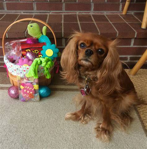 Easter Baskets For Puppies