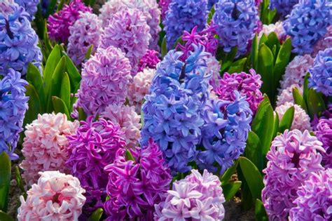 Easter Bulb Flowers