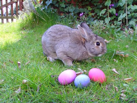 Easter Bunny Pictures In Real Life