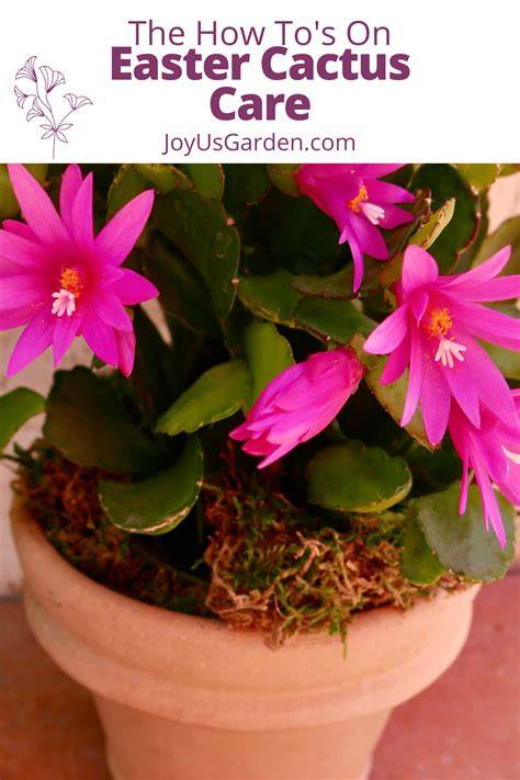 Easter Cacti