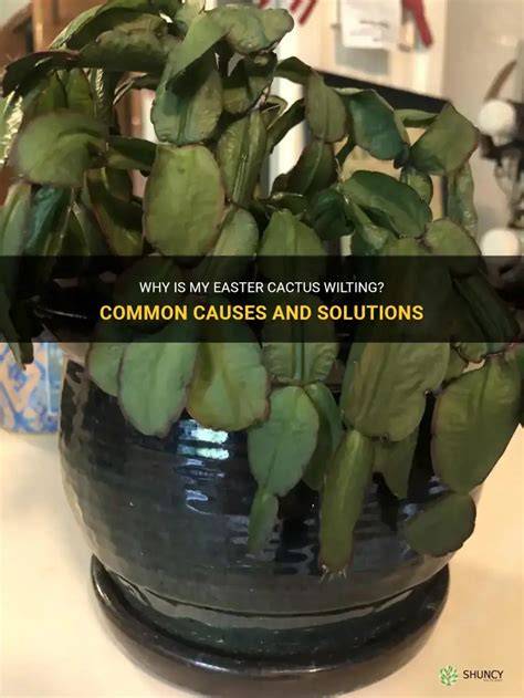 Easter Cactus Diseases