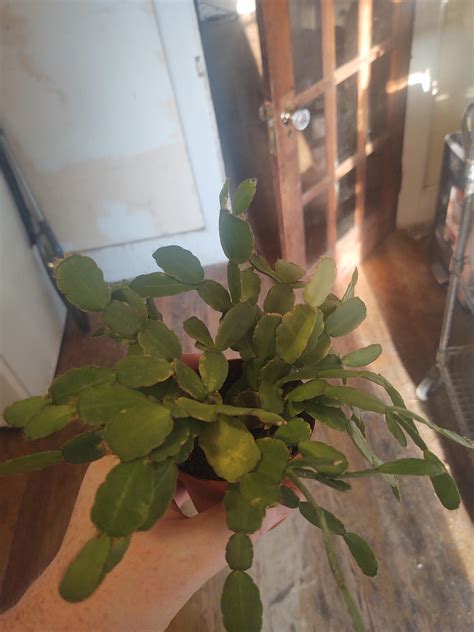 Easter Cactus Drooping