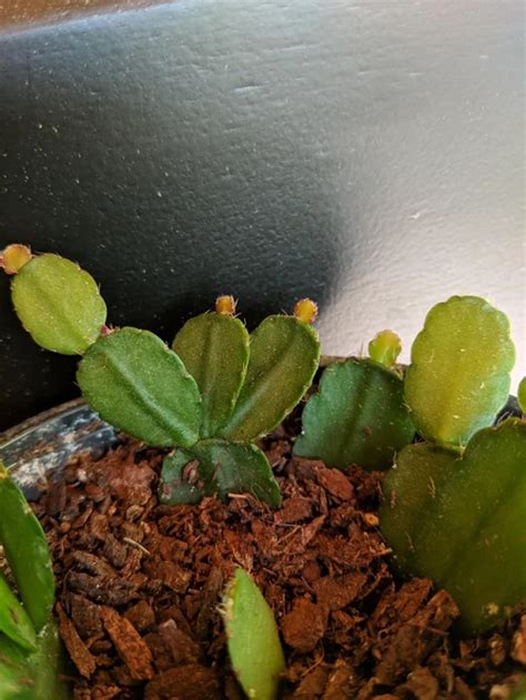 Easter Cactus New Growth