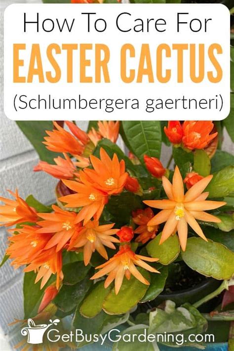 Easter Cactus Pictures