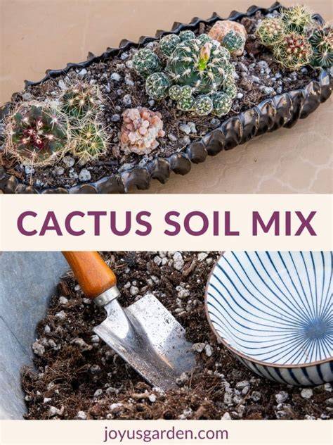 Easter Cactus Soil