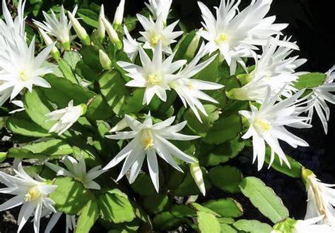 Easter Cactus White