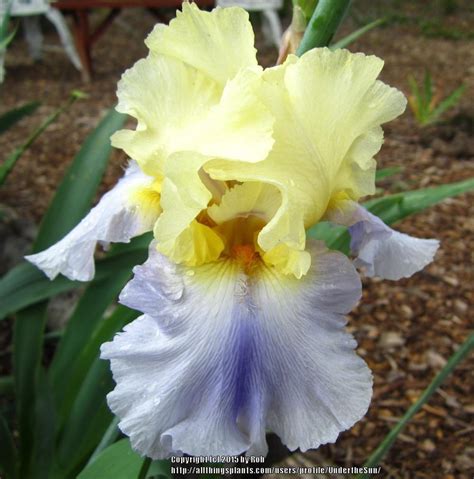 Easter Candy Iris