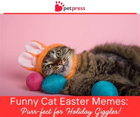 Easter Cat Meme