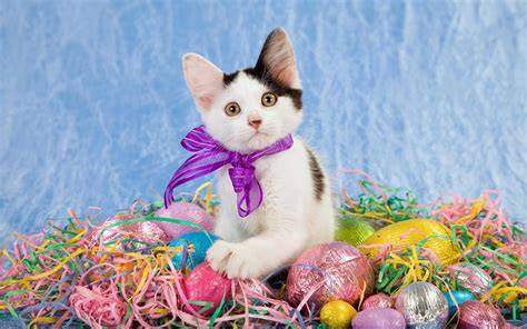 Easter Cat Wallpaper