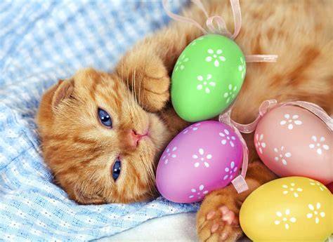 Easter Cats Images