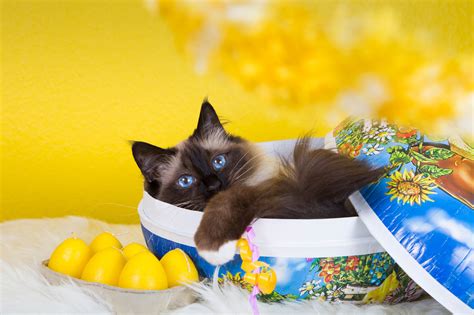 Easter Cats Photos