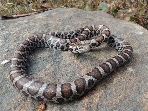 Easter Corn Snake