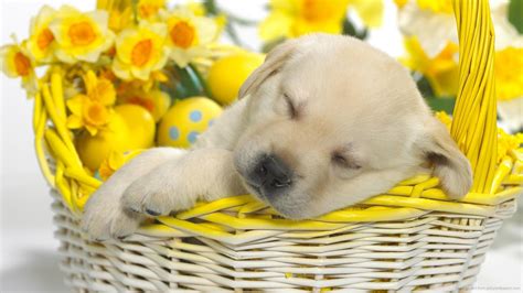 Easter Cute Animals
