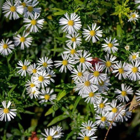 Easter Daisy