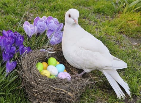 Easter Dove