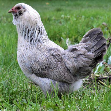 Easter Egg Bantam
