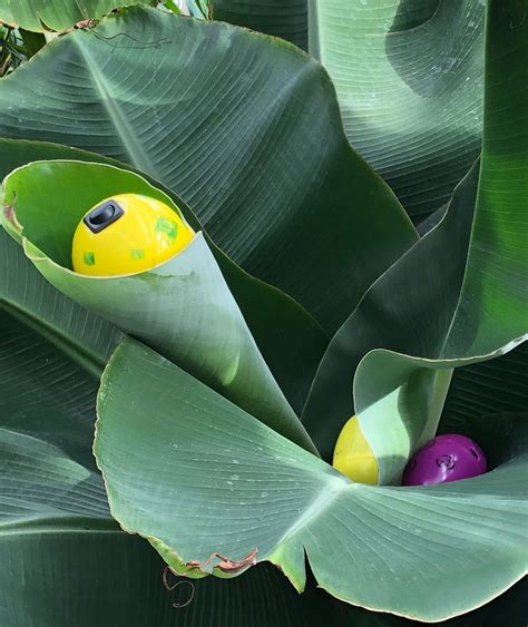 Easter Egg Hunt Boston