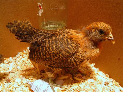 Easter Egger 4 Weeks Old