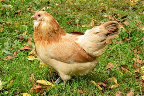 Easter Egger Bantams