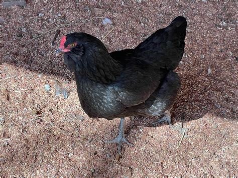 Easter Egger Black