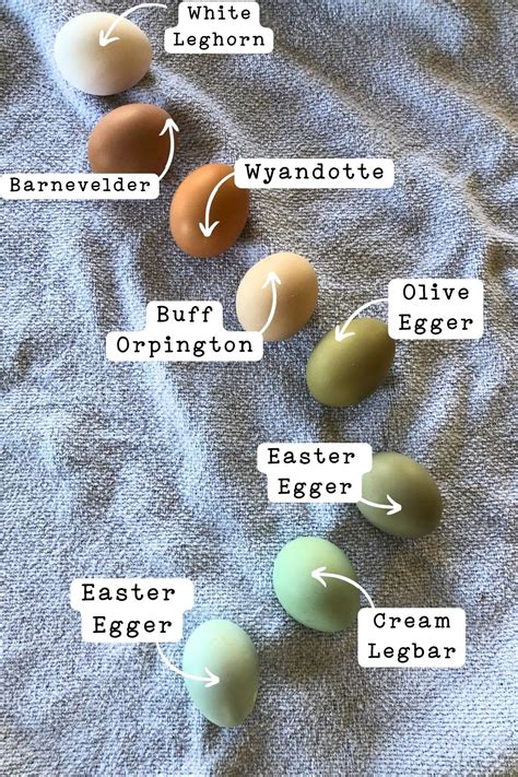 Easter Egger Color