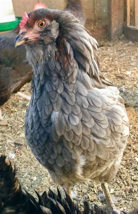 Easter Egger Comb